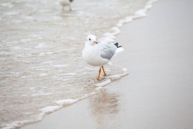 Baltık Denizi 'ndeki doğal ortamda güzel bir martı.