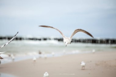 Baltık Denizi 'ndeki doğal ortamda güzel bir martı.