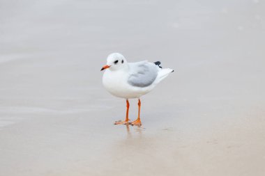 Baltık Denizi 'ndeki doğal ortamda güzel bir martı.