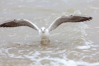 Baltık Denizi 'ndeki doğal ortamda güzel bir martı.