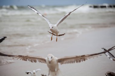 Baltık Denizi 'ndeki doğal ortamda güzel bir martı.