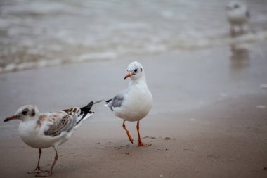 Baltık Denizi 'ndeki doğal ortamda güzel bir martı.