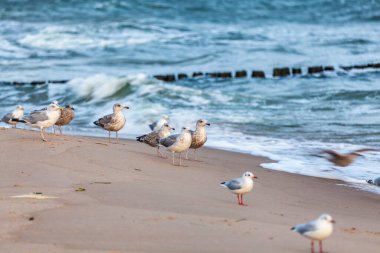Rewal 'daki Polonya Baltık Denizi manzarası güzelmiş..