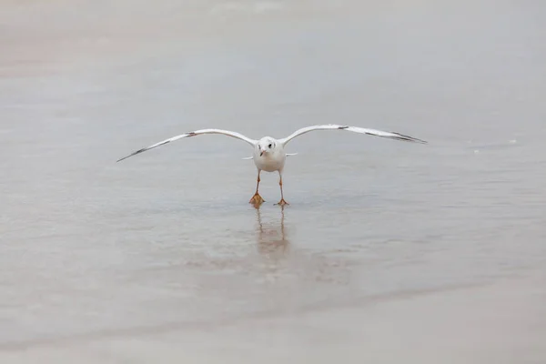 Gyönyörű Sirály Balti Tenger Természetes Környezetében — Stock Fotó