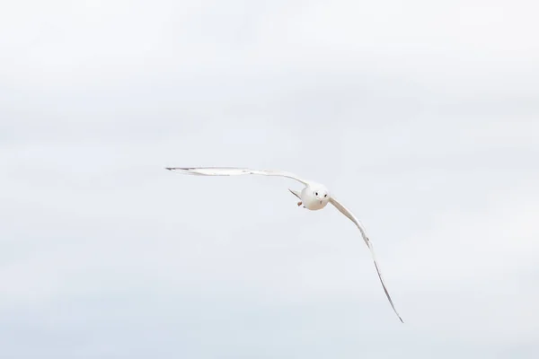 Красивая Чайка Природной Среде Балтийского Моря — стоковое фото