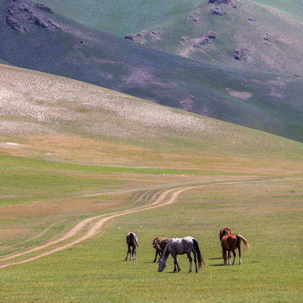 Sary-Mogul bölgesindeki Pamir dağlarının güzel manzarası