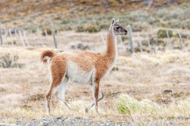 Patagonya topraklarındaki güzel, vahşi Guanaco manzarası..