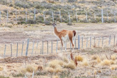 Patagonya topraklarındaki güzel, vahşi Guanaco manzarası..