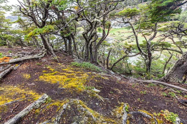 Ліс Національному Парку Тьєрра Дель Фуего — стокове фото