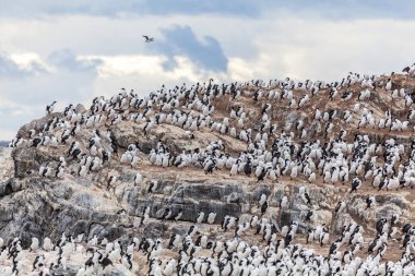 Patagonya 'nın muhteşem, bozulmamış vahşi doğası Beagle Channel' da.