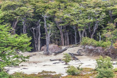Los Glaciares Ulusal Parkı, El Chalten, Patagonya, Arjantin 'deki orman manzarası.