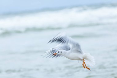 Baltık Denizi 'ndeki doğal ortamda güzel bir martı.