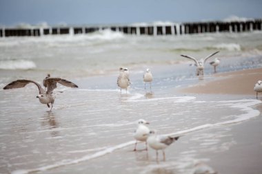 Baltık Denizi 'ndeki doğal ortamda güzel bir martı.