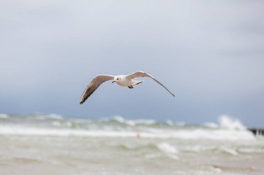 Baltık Denizi 'ndeki doğal ortamda güzel bir martı.