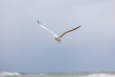 Baltık Denizi 'ndeki doğal ortamda güzel bir martı.