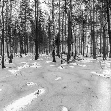 Korkunç kış ormanının güzel manzarası..