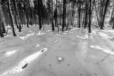 Korkunç kış ormanının güzel manzarası..