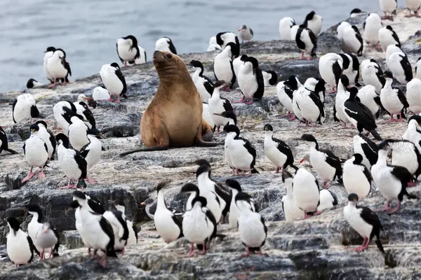 Patagonya Nın Muhteşem Bozulmamış Vahşi Doğası Beagle Channel — Stok fotoğraf
