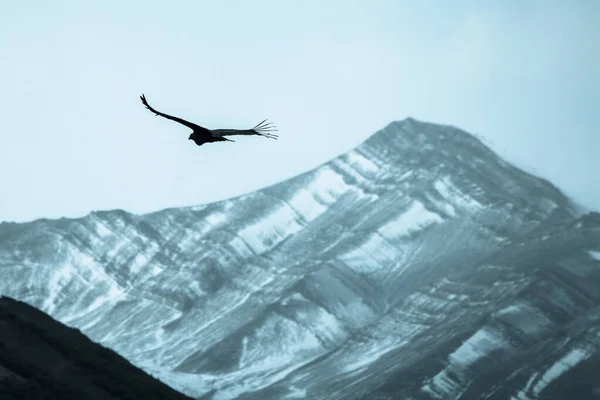 Widok Condor Parku Narodowym Los Glaciares Chalten Patagonia Argentyna — Zdjęcie stockowe