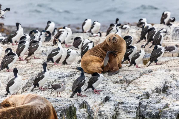 Magnifik Orörd Vild Natur Patagonien Beagle Channel — Stockfoto