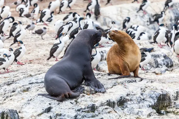 Herrliche Unberührte Wilde Natur Patagonien Beagle Kanal — Stockfoto
