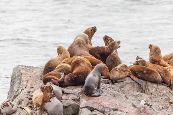 Herrliche Unberührte Wilde Natur Patagonien Beagle Kanal — Stockfoto