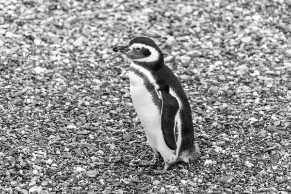 Magellanska Pingviner Som Lever Beagle Channel Patagonien — Stockfoto