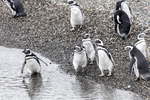 Magellanic Penguins Living Beagle Channel Patagonia — Stock Photo, Image