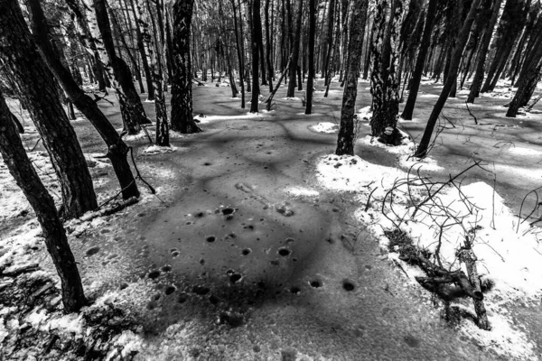 Bonita Vista Del Terrible Bosque Invierno —  Fotos de Stock
