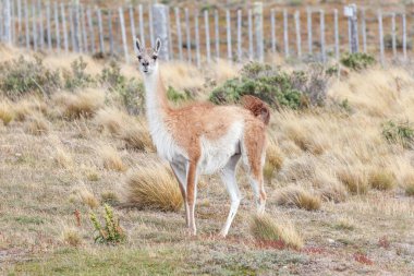 Patagonya topraklarındaki güzel, vahşi Guanaco manzarası..