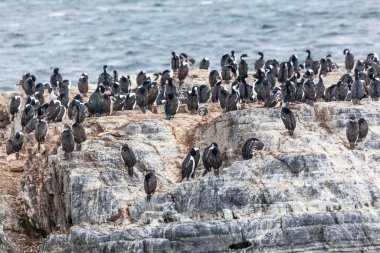 Patagonya 'nın muhteşem, bozulmamış vahşi doğası Beagle Channel' da.