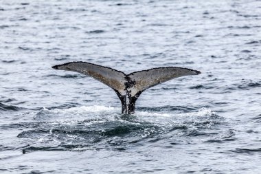 Patagonya 'da Beagle Kanalı' nda yaşayan bir kambur balina..