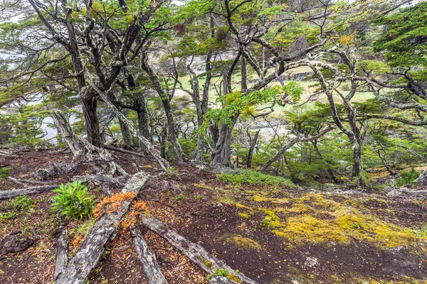 Las Parku Narodowym Tierra Del Fuego — Zdjęcie stockowe