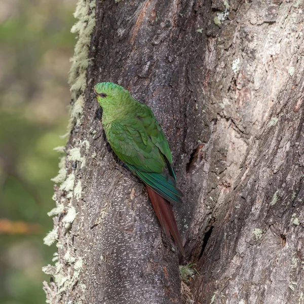 Patagonya Topraklarındaki Güzel Vahşi Papağan Manzarası — Stok fotoğraf