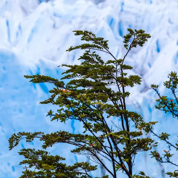 Perito Moreno Glacier Národní Park Los Glaciares Argentina — Stock fotografie