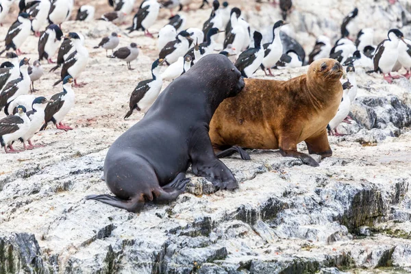Csodálatos Érintetlen Vad Természet Patagóniában Beagle Csatornában — Stock Fotó