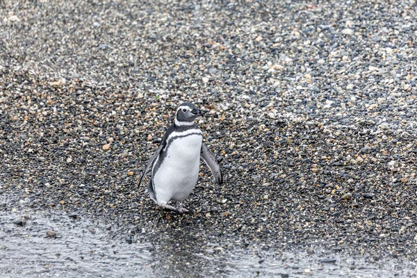 Pinguini Magellanici Che Vivono Nel Canale Beagle Patagonia — Foto Stock