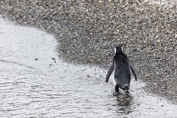 Магелланові Пінгвіни Живуть Каналі Бігль Патагонії — стокове фото