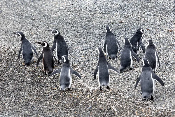 Pingüinos Magallánicos Que Viven Canal Beagle Patagonia — Foto de Stock