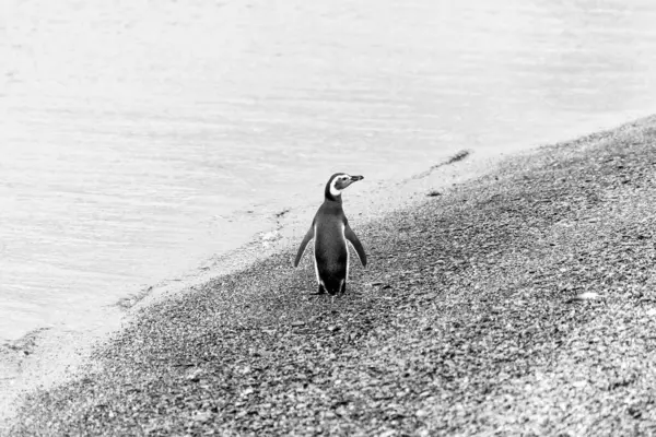 Magellanic Πιγκουίνοι Που Ζουν Στο Κανάλι Beagle Στην Παταγονία — Φωτογραφία Αρχείου