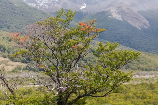 Blick Auf Den Wald Los Glaciares Nationalpark Chalten Patagonien Argentinien — Stockfoto