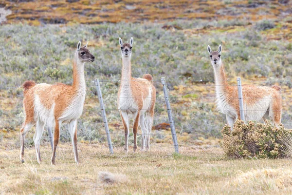 Blick Auf Den Schönen Wilden Guanaco Auf Patagonischem Boden — Stockfoto