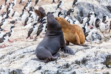 Patagonya 'nın muhteşem, bozulmamış vahşi doğası Beagle Channel' da.