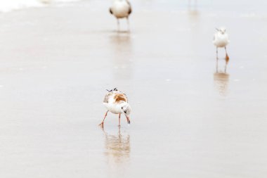 Baltık Denizi 'ndeki doğal ortamda güzel bir martı.