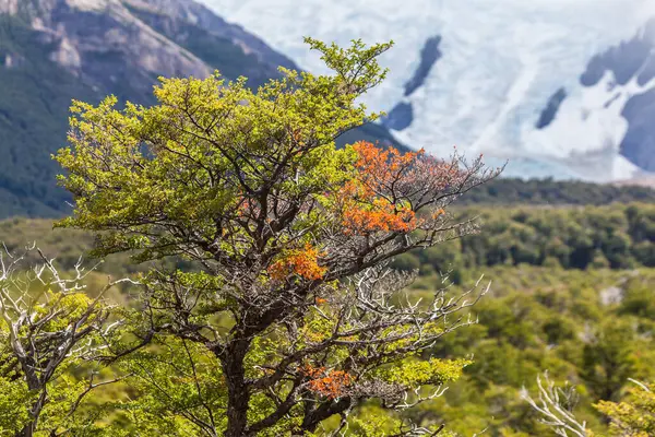 Pohled Les Národním Parku Los Glaciares Chalten Patagonia Argentina — Stock fotografie