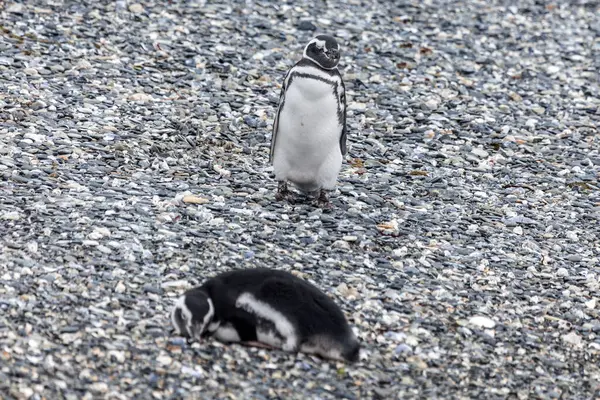 Магеллановы Пингвины Живущие Проливе Бигл Патагонии — стоковое фото