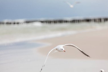 Baltık Denizi 'ndeki doğal ortamda güzel bir martı.