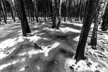 Korkunç kış ormanının güzel manzarası..