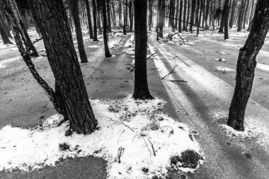 Korkunç kış ormanının güzel manzarası..