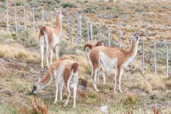 View Beautiful Wild Guanaco Patagonian Soil — Stock Photo, Image
